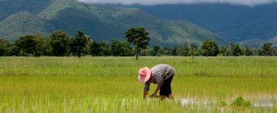 A person in a striped shirt and pink hat bends over to work in a flooded rice field, with green mountains and cloudy skies in the background.