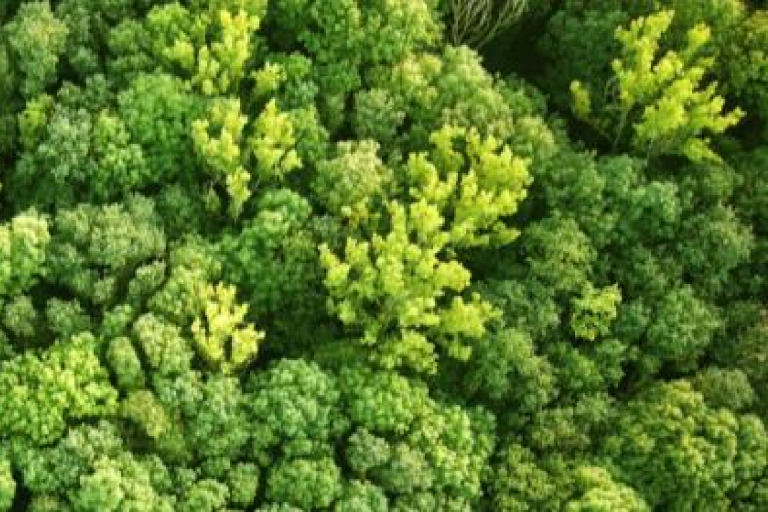 Aerial view of a dense green forest canopy with a factsheet titled "Above-ground Biomass" and various environmental organization logos on the left.
