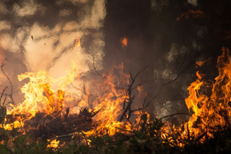 A forest fire with flames and smoke, accompanied by text about an essential climate variable factsheet from the Global Climate Observing System.