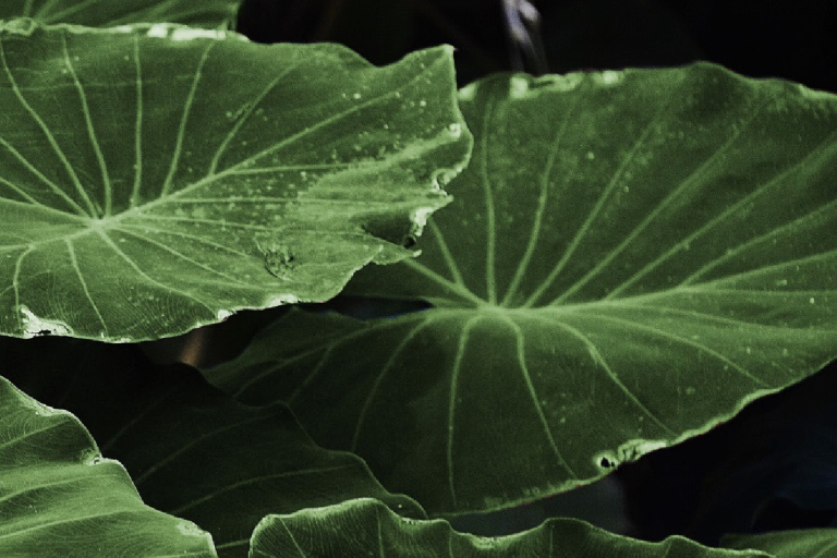 Large green leaves with text overlay: "Leaf Area Index, Essential Climate Variable (ECV) Factsheet, Global Climate Observing System" with organization logos.