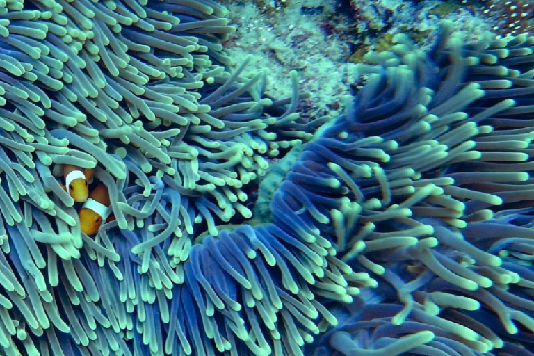 Clownfish swimming among sea anemones next to text about Marine Habitats and the Global Climate Observing System.