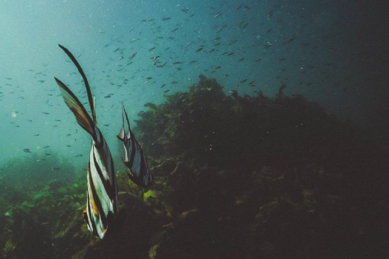 Underwater scene with aquatic plants and a banner labeled "Nutrients: Essential Climate Variable (ECV) Factsheet" alongside logos of environmental organizations.
