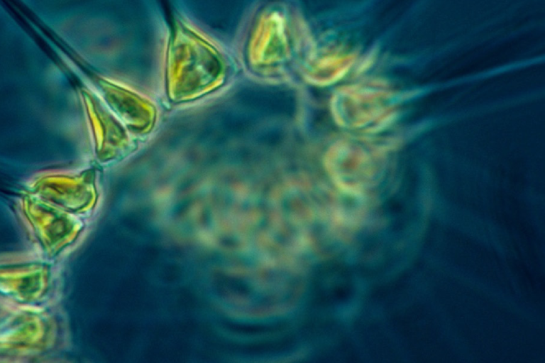 Close-up of plankton with a text overlay titled "Plankton Essential Climate Variable (ECV) Factsheet" and logos of related global climate organizations.