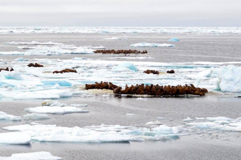 A group of walruses on sea ice surrounded by water, with text on the left about a sea ice factsheet from the Global Climate Observing System.
