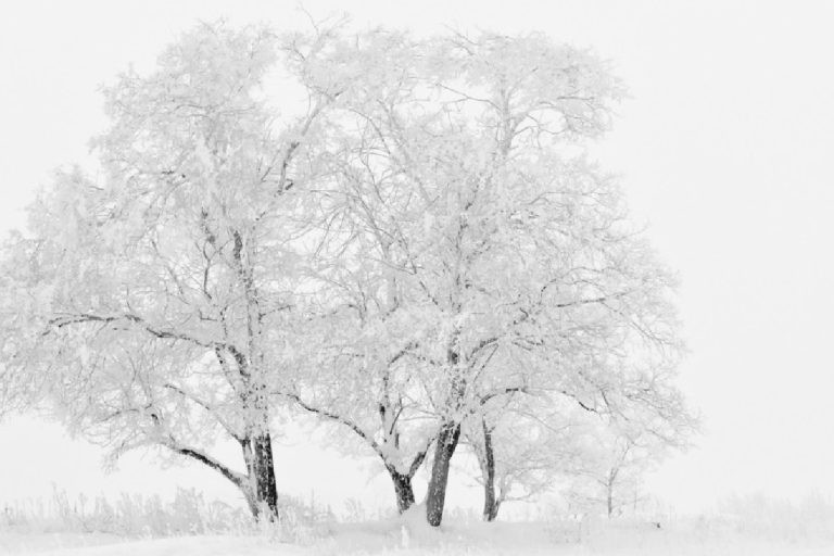 A snowy landscape with leafless trees in the background. Text on the left mentions "Snow," "Essential Climate Variable (ECV) Factsheet," and logos of global climate organizations.