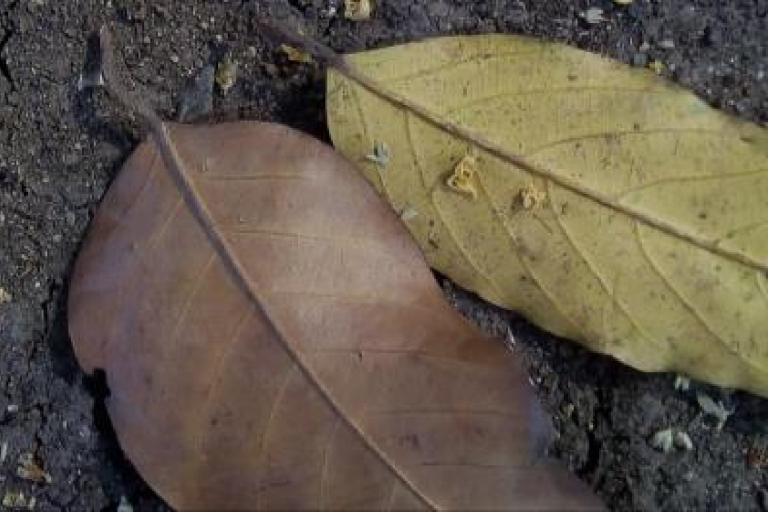 Two dry leaves on soil next to a factsheet titled "Soil Carbon: Essential Climate Variable (ECV)" with various organization logos.
