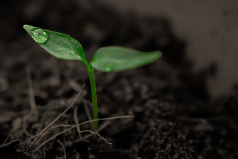 A small green plant sprout emerging from dark soil, next to a blue and white text box detailing soil moisture as an essential climate variable.