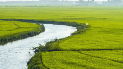 A narrow river winds through expansive green rice fields under a clear sky, with distant trees and hills on the horizon.